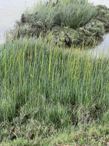 Sea arrowgrass (Triglochin maritima)
