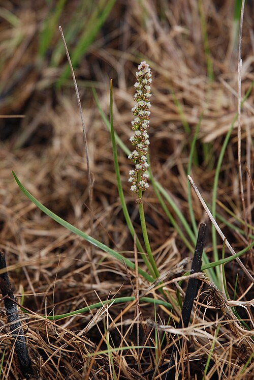 Sea arrowgrass: Triglochin maritima Baie d'Authie (Somme), France