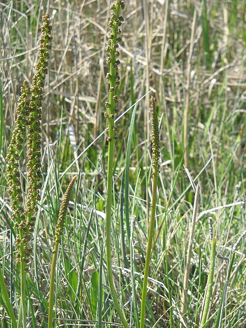 Sea arrowgrass: Triglochin maritimum