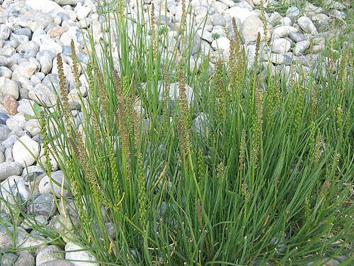 Sea arrowgrass: Triglochin maritimum