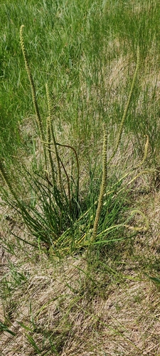 Sea arrowgrass (Triglochin maritima)