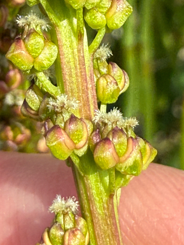 Sea arrowgrass (Triglochin maritima)