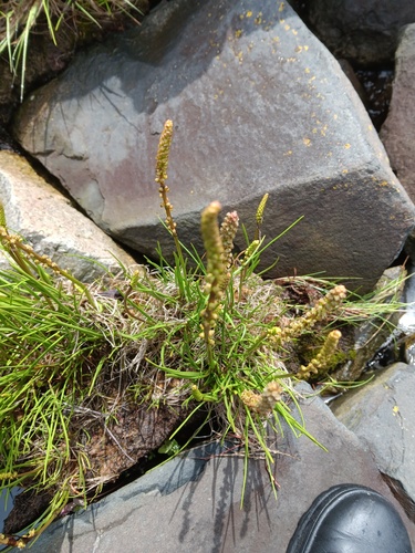 Sea arrowgrass (Triglochin maritima)