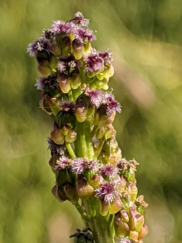 Sea arrowgrass (Triglochin maritima)