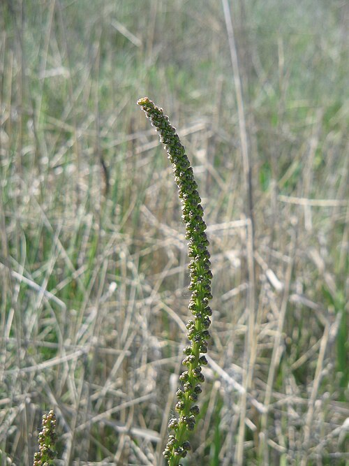 Sea arrowgrass: Triglochin maritimum inflorescence