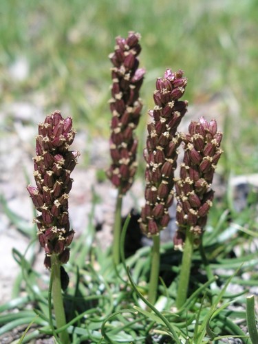 Sea arrowgrass (Triglochin maritima)
