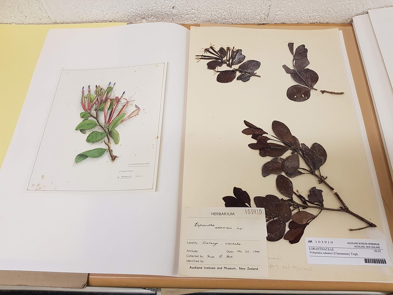 Adams mistletoe: Trilepidea adamsii specimen and botanical illustration by Fanny Osborne at the Auckland Museum herbarium.