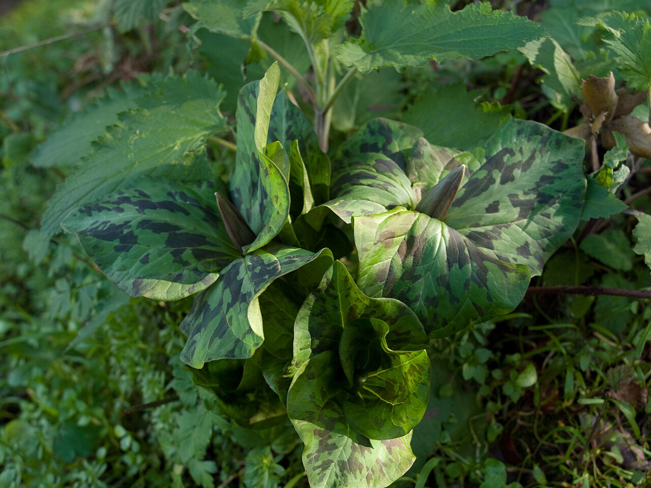 Giant white wakerobin: Trillium albidum