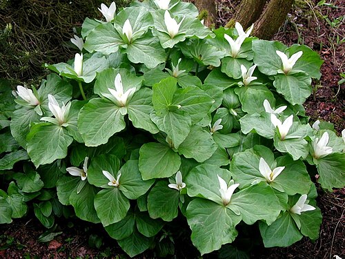 Giant white wakerobin: Trillium albidum
