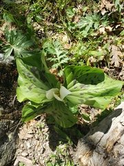 Giant white wakerobin (Trillium albidum)