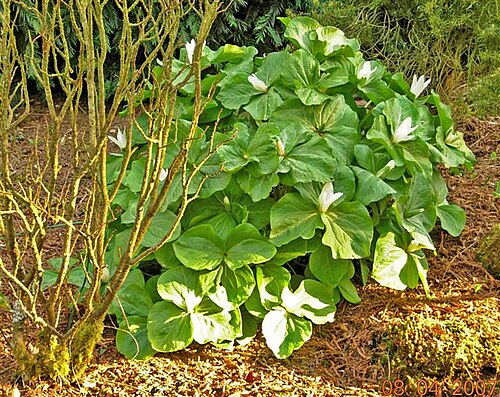 Giant white wakerobin: Trillium albidum