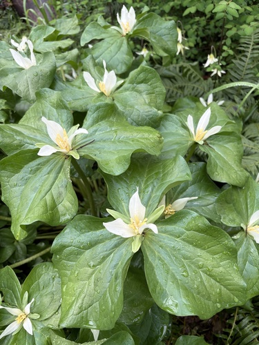 Giant white wakerobin (Trillium albidum)
