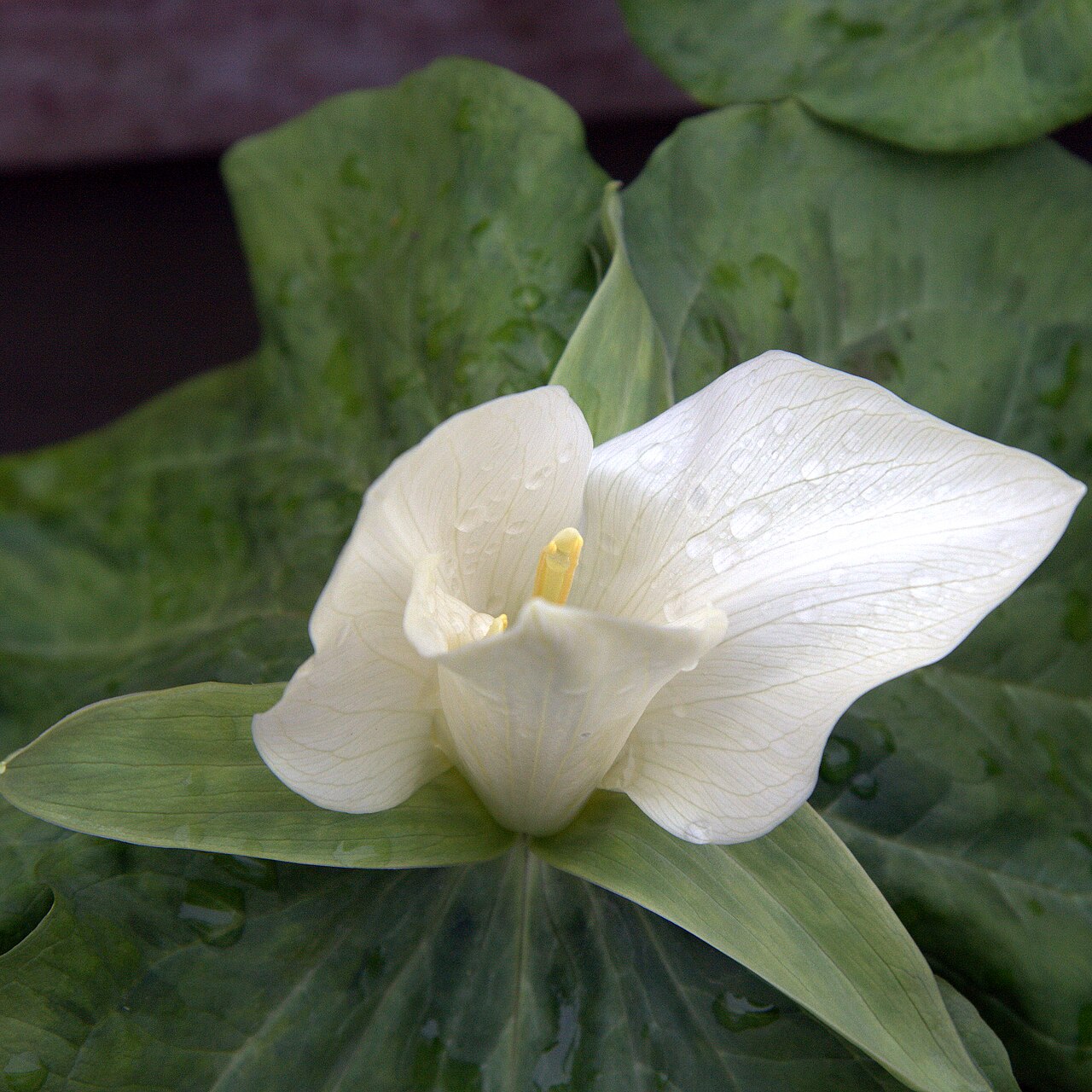 Giant white wakerobin: Trillium albidum