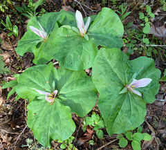 Giant white wakerobin (Trillium albidum)