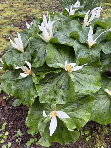Giant white wakerobin (Trillium albidum)