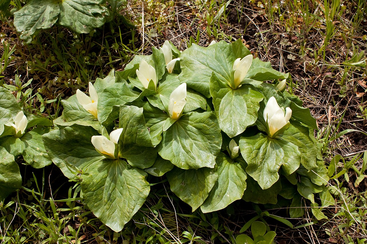 Giant white wakerobin: Trillium albidum