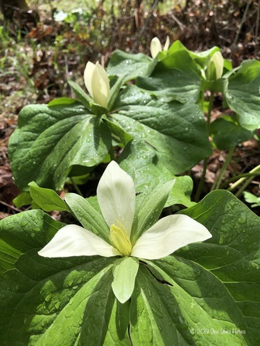 Giant white wakerobin (Trillium albidum)