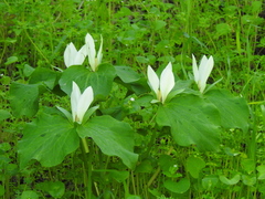 Giant white wakerobin (Trillium albidum)