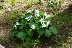 Narrowpetal wakerobin (Trillium angustipetalum)