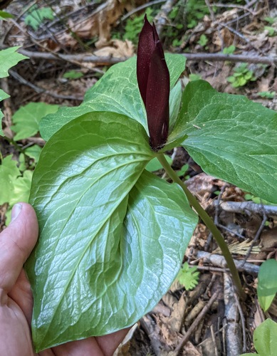 Narrowpetal wakerobin (Trillium angustipetalum)
