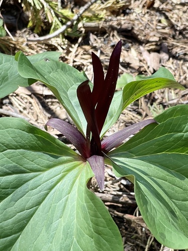 Narrowpetal wakerobin (Trillium angustipetalum)