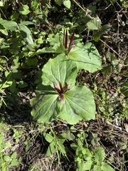 Narrowpetal wakerobin (Trillium angustipetalum)
