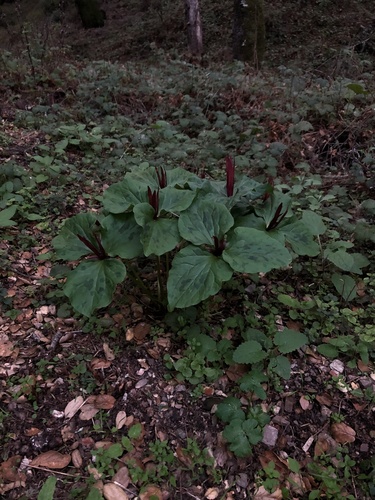 Narrowpetal wakerobin (Trillium angustipetalum)