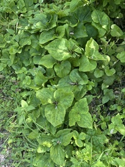Narrowpetal wakerobin (Trillium angustipetalum)
