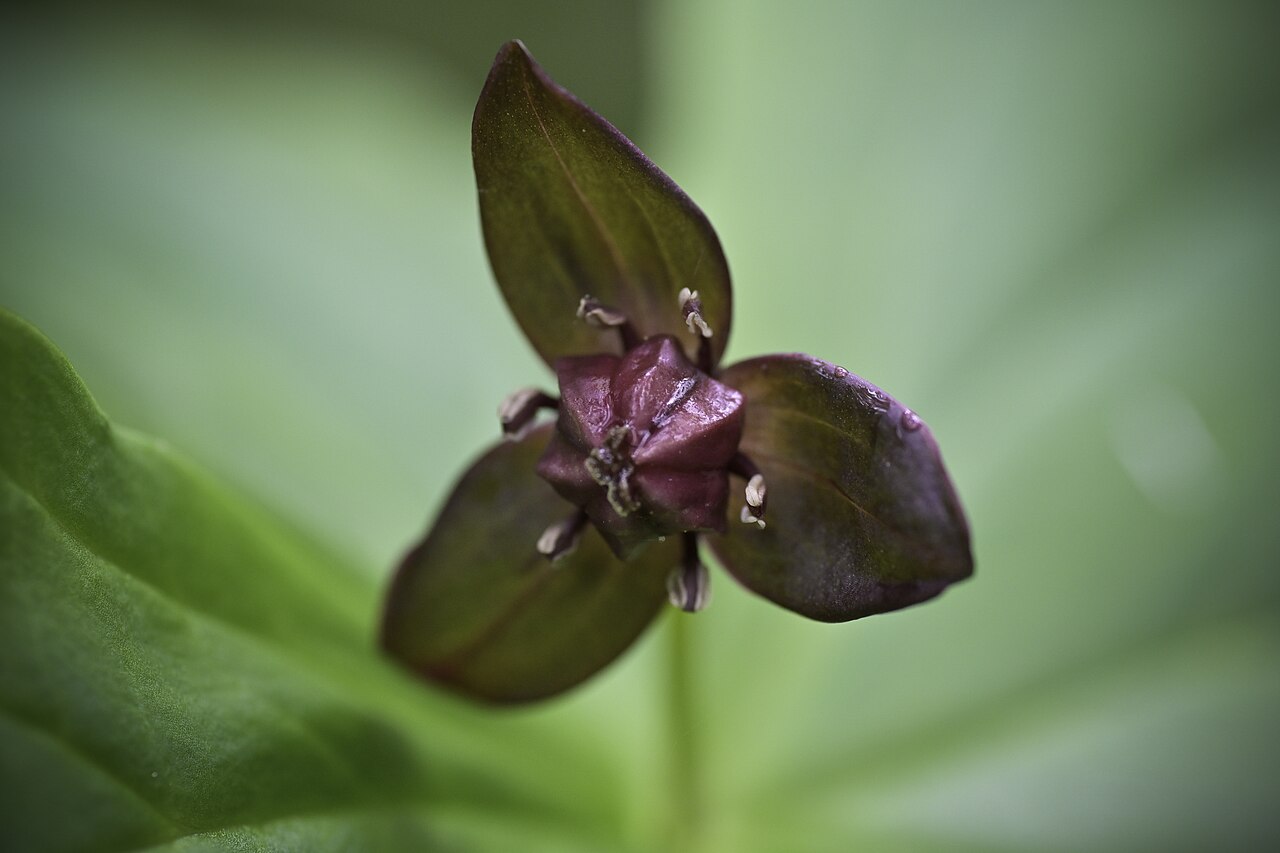 Trillium apetalon: Distribution: Sakhalin to Japan (31 KUR SAK 38 JAP) Lifeform: Rhizome geophyte Heterotypic Synonyms: Trillium apetalon f. atropurpureocarpum Makino, J. Jap. Bot