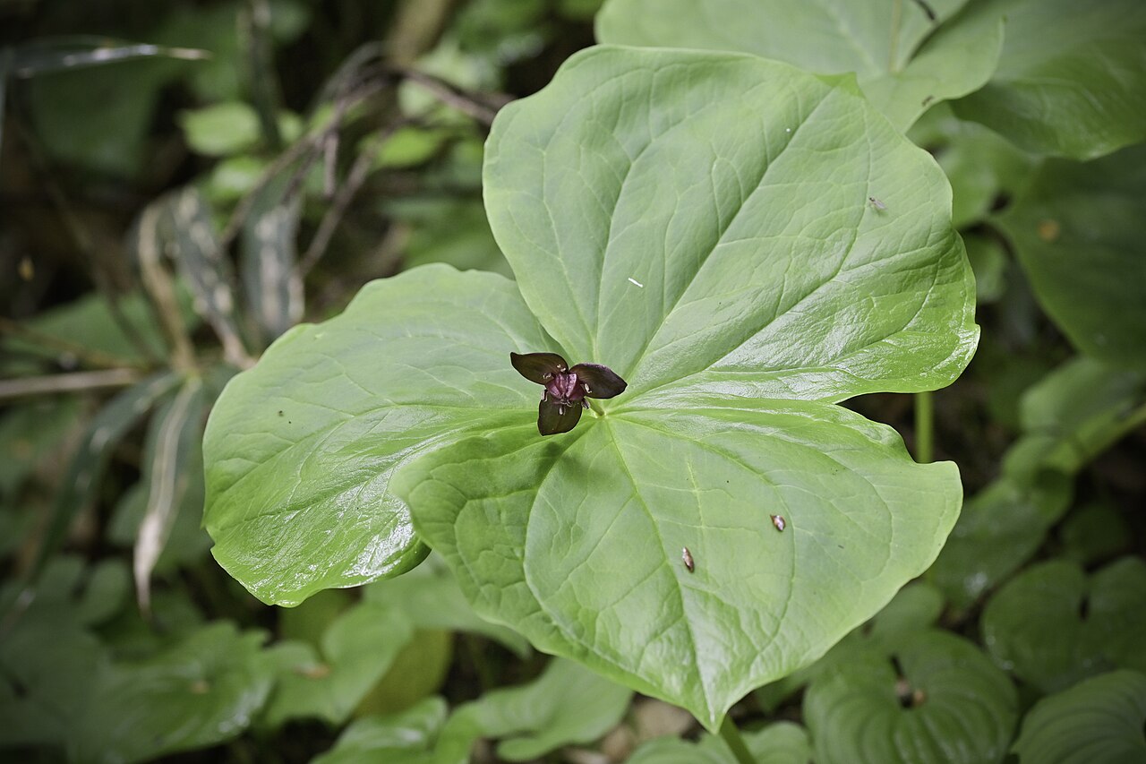 Trillium apetalon: Distribution: Sakhalin to Japan (31 KUR SAK 38 JAP) Lifeform: Rhizome geophyte Heterotypic Synonyms: Trillium apetalon f. atropurpureocarpum Makino, J. Jap. Bot