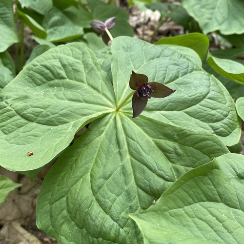 Trillium apetalon (Trillium apetalon)