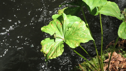 Trillium apetalon (Trillium apetalon)