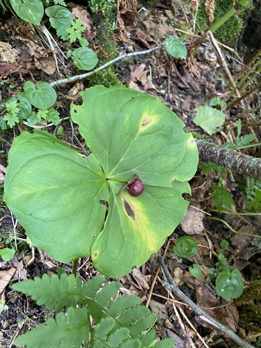 Trillium apetalon (Trillium apetalon)