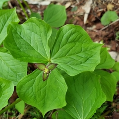 Trillium apetalon (Trillium apetalon)