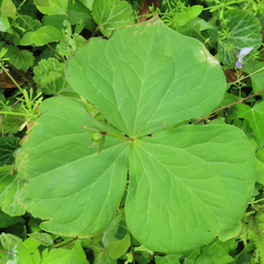 Trillium apetalon (Trillium apetalon)