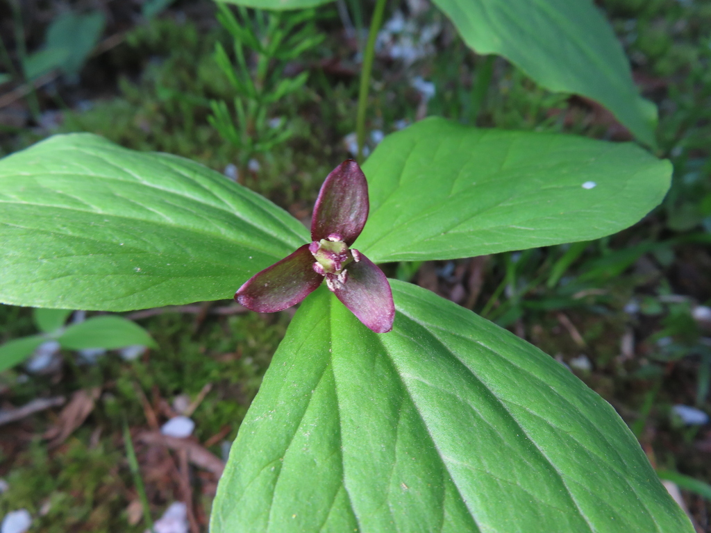 Trillium apetalon (Trillium apetalon)