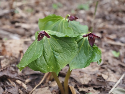 Trillium apetalon (Trillium apetalon)