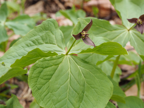 Trillium apetalon (Trillium apetalon)