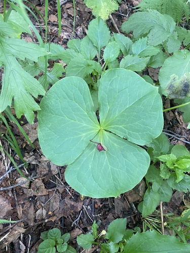 Trillium apetalon (Trillium apetalon)