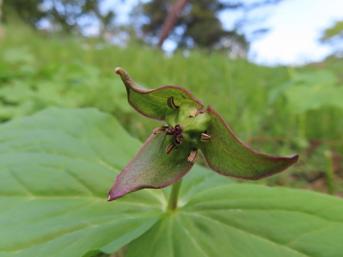 Trillium apetalon (Trillium apetalon)