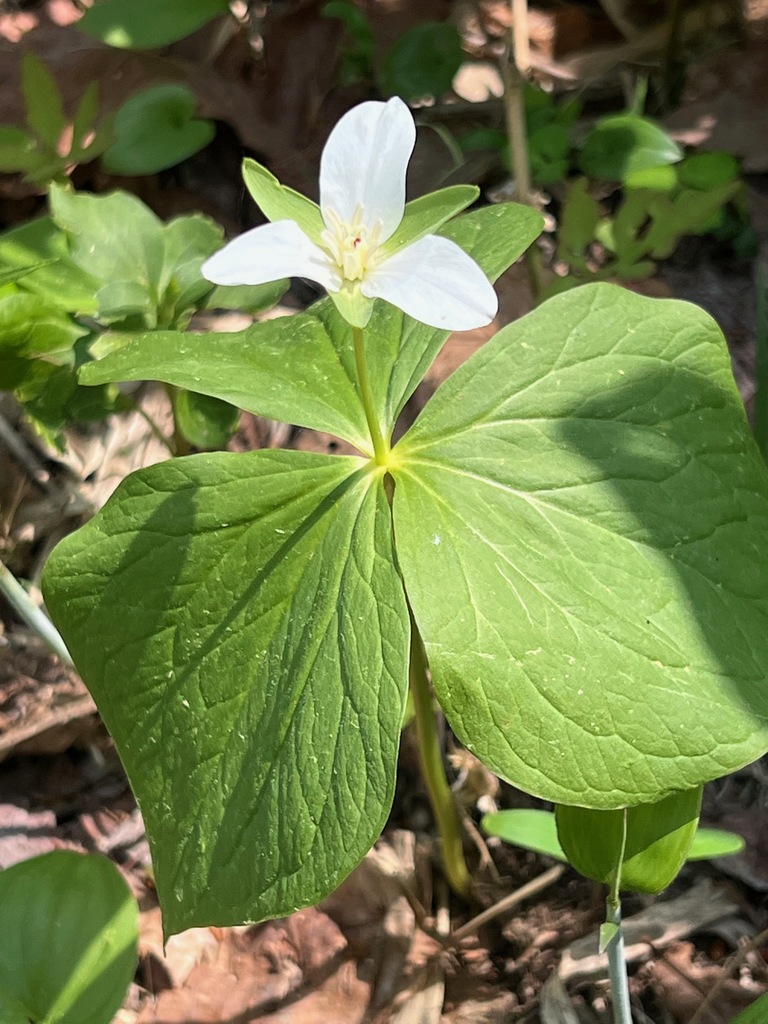 Trillium camschatcense (Trillium camschatcense)