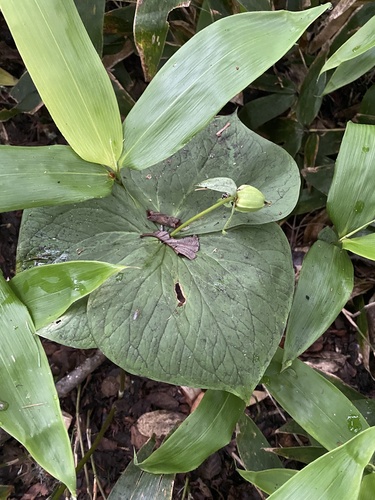 Trillium camschatcense (Trillium camschatcense)
