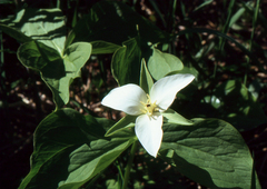 Trillium camschatcense (Trillium camschatcense)
