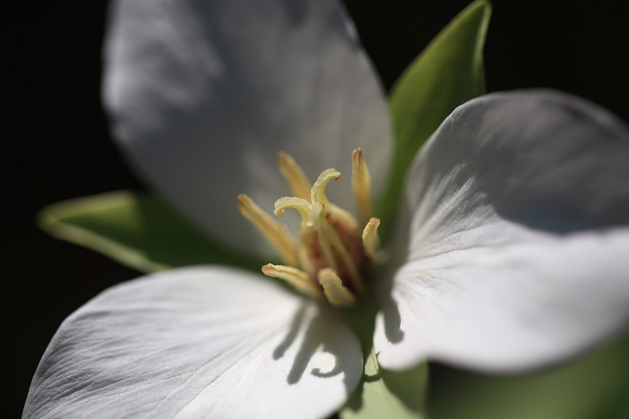 Trillium camschatcense: Trillium camschatcense (synonym Trillium kamtschaticum) at Tochigi Botanical Garden, Tochigi, Japan