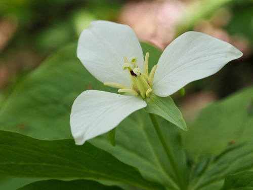 Trillium camschatcense (Trillium camschatcense)