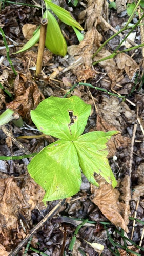 Trillium camschatcense (Trillium camschatcense)