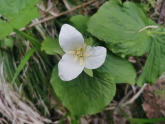 Trillium camschatcense (Trillium camschatcense)