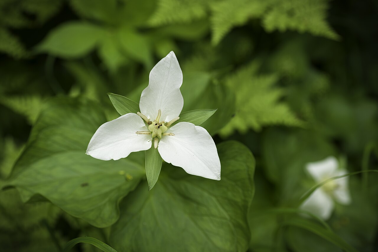 Trillium camschatcense: Distribution: Russian Far East to Korea and N. & NC. Japan (31 KAM KHA KUR PRM SAK 36 CHM 38 JAP KOR) Lifeform: Rhizome geophyte Heterotypic Synonyms: Trillium