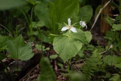Trillium camschatcense (Trillium camschatcense)