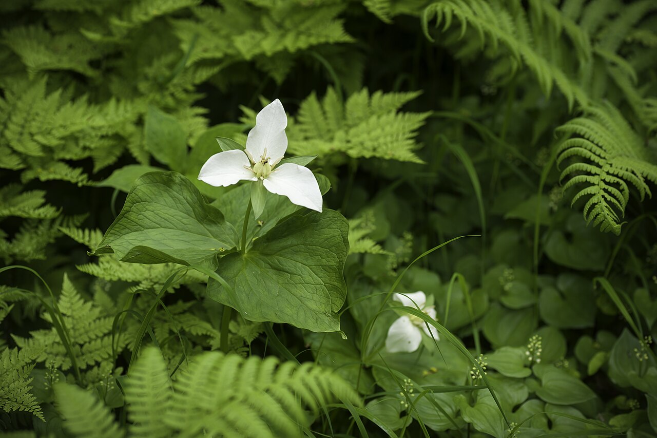 Trillium camschatcense: Distribution: Russian Far East to Korea and N. & NC. Japan (31 KAM KHA KUR PRM SAK 36 CHM 38 JAP KOR) Lifeform: Rhizome geophyte Heterotypic Synonyms: Trillium